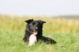 BORDER COLLIE 1423